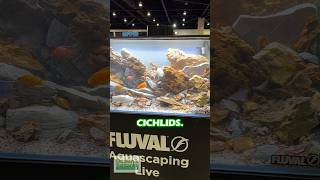 Fluval Aquascaping Contest At Aquashella Daytona 2023 [upl. by Ynamreg]