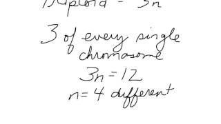 Ploidy simplified [upl. by Sidwell]