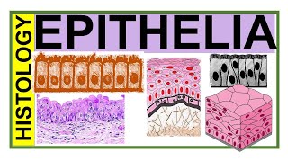 Chp3 Histology Inder Bir Singh  EPITHELIA  Histology of Epithelial Tissue  Histology [upl. by Alyt]