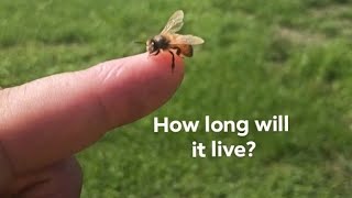 This Bee Stung me How long until it Dies [upl. by Medlin902]