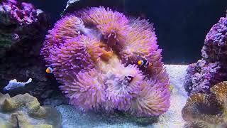 Magnifica Anemone amp Jumbo Squamosa Clam 215 gal Display at Pacific East Aquaculture [upl. by Ikcir]