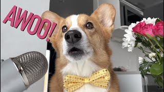 HOWLING SERENADE  Topi the Corgi [upl. by Hartfield]