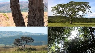 Conheça Algumas Árvores do Cerrado [upl. by Leahcimnoj382]