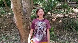 How to find and prepare a wild nut by the name of shagbark hickory [upl. by Hildegarde727]