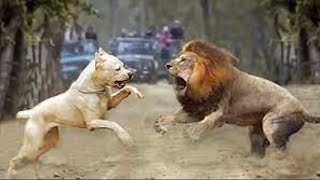 Pitbull VS Lion The Ultimate Battle Who will Win [upl. by Cleavland]