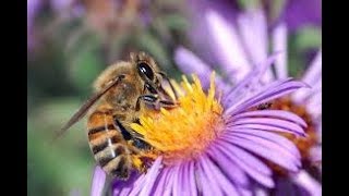 Bees and Flowers Pollination  Flowers and Bees Life in Nature  HD [upl. by Ecnarolf]