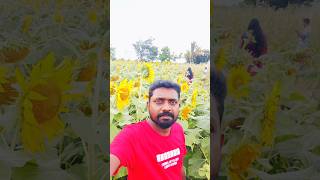 Sundarapandiapuramsunflower tamilnadu Sundarapandiapuramtripartreelssunflower [upl. by Idissak]