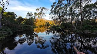 Fly Fishing Adventure Fishing For Trout Redfin Perch And Goldfish [upl. by Trinatte649]