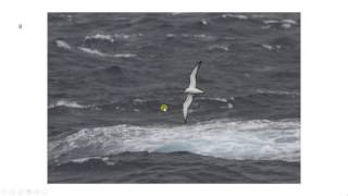 Bird ID made easy  Large Shearwaters [upl. by Adnamma]