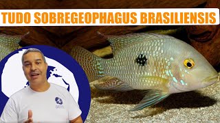 APRENDA TUDO SOBRE GEOPHAGUS BRASILIENSIS  PH ALIMENTAÇÃO COMO CUIDAR E MUITO MAIS [upl. by Ioj]