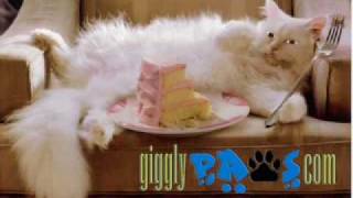 Cat Steals Birthday Cake Funny Cat Video Clip Online Birthday E Cards [upl. by Siger]