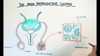 The Male Reproductive System [upl. by Herold]