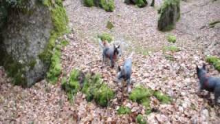 australian cattle dogs puppies running wild in the forest [upl. by Airdnna]