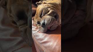 It’s the drool down the couch for me americanbully dog [upl. by Aryas]