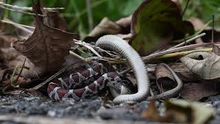 Milk Snake Eating Garter Snake Salford Twp [upl. by Seadon]