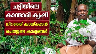 ചട്ടിയിലെ കാന്താരി മുളക്‌ കൃഷി  Cultivation of Kanthari chilli Malayalam  kanthari mulark krishi [upl. by Asilla]