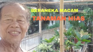 BERANEKA MACAM TANAMAN HIAS [upl. by Alvis]