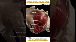 Muscular layer of pelvic floor [upl. by Eirruc]