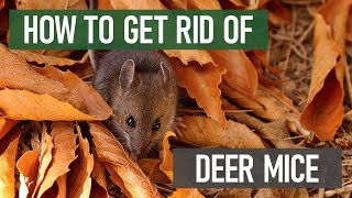 How to Get Rid of Deer Mice 4 Easy Steps [upl. by Krilov]