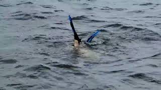 SCALLOPING CRYSTAL RIVER FLORIDA 7 16 2023 PM SCALLOP ADVENTURES [upl. by Manolo500]