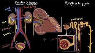 Excretion in humans and plants  Life processes  Class 10 Biology  Khan Academy [upl. by Surtemed134]