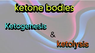 ketone bodies  ketogenesis amp ketolysisbiochemistry metabolism catabolism ketones [upl. by Lasala]