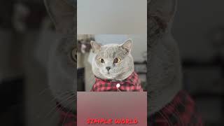 8000 டூ 80000 ரூபாய் லிப் இன்ஜெக் ஷன்  Cat vs Lip Injections  SIMPLE WORLD [upl. by Gunilla]