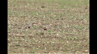 Dotterel Piddington Northamptonshire 1521 [upl. by Bigod47]