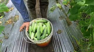 Hand harvest cucumbers 200kg 1 day [upl. by Pirozzo]