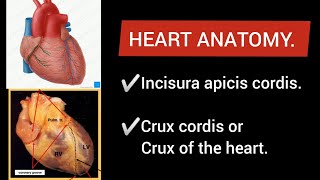 Heart Anatomy INCISURA APICIS CORDIS amp CRUX CORDIS or CRUX OF THE HEART [upl. by Supat932]