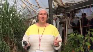 Klamath Falls Geothermal Greenhouse [upl. by Ambros419]