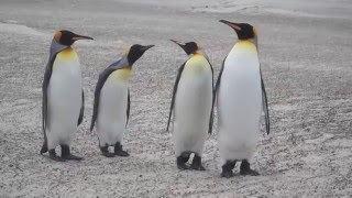 Dancing Penguins [upl. by Aneloj316]