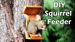 DIY Squirrel Feeder  Easy DIY Project  松鼠喂食器 [upl. by Spitzer782]