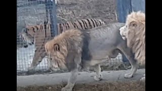 Lion vs TigerChuck vs Valday Siberian Tiger vs African Lion Size Comparison [upl. by Quintin]