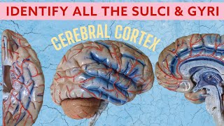 Cerebral Cortex  Sulci amp Gyri  Neuroanatomy spotting [upl. by Ennaj]