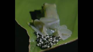 Glass frog in the amplexus position😱 [upl. by Vaden822]