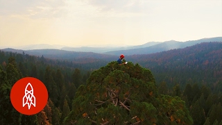 Stress Testing Giant Sequoias  Thats Amazing [upl. by Maxey]