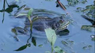 Bullfrogs Croaking in Northern California shot with non hacked GH2 Nature Hiking magic [upl. by Nichola]