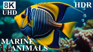 UNDERWATER PARADISE 8K HDR – Marine Life and Ocean Animals 8K Ultra HD [upl. by Kolva418]