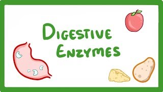 GCSE Biology  Digestive Enzymes 17 [upl. by Eward511]