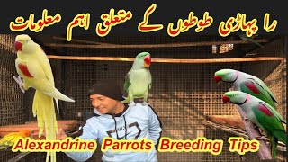 Raw Parrots complete information Alexandrine Parrots Breeding GuideBasic Informationbig bird [upl. by Oiciruam]