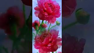 morningflowersstatusvideo🌺💞statusvideosongflowersviralvideo status reels [upl. by Moishe565]