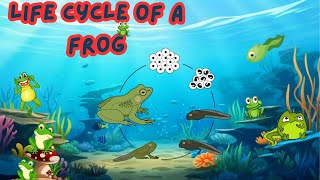 Life Cycle of a Frog for Kids 🐸  Fun Science Learning Story [upl. by Karel]