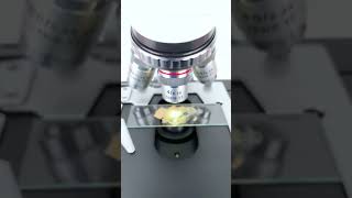 Concealer at 400X magnification is super cool underthemicroscope beefcut scienceshorts [upl. by Orwin]