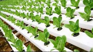 Hydroponic Gardening  Grow Organic Plants Fast [upl. by Ylrebmek723]