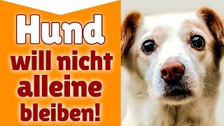 Hund will nicht alleine bleiben ►► Wie lernt mein Hund alleine zu bleiben [upl. by Goddart]