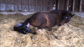 Mare giving birth to all Black stud colt [upl. by Ahsaelat]