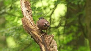 Woodland birding and lochside [upl. by Revolc346]