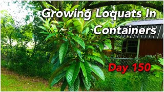 Growing Loquats In Containers  Day 150 [upl. by Mozes238]