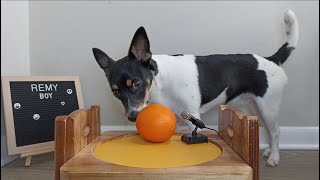 Can Dogs Eat Oranges  ASMR [upl. by Sydalg340]